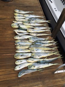 Redland fish ECA 2015 catch 2